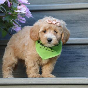 Maltipoo Puppy Sabrina