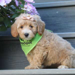 Maltipoo Puppy Sabrina