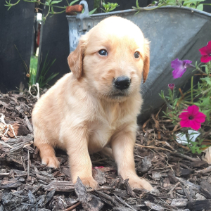Golden Retriever Puppy Augustus