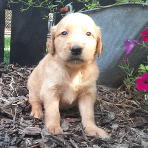 Golden Retriever Puppy Augustus