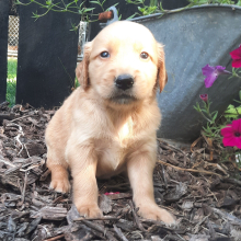 Golden Retriever Puppy Augustus