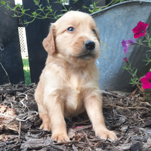 Golden Retriever Puppy Augustus