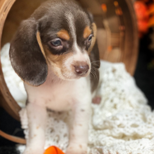 Beagle Puppy Chocolate Candi