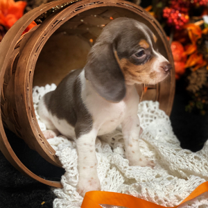 Beagle Puppy Chocolate Candi