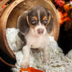 Beagle Puppy Chocolate Candi