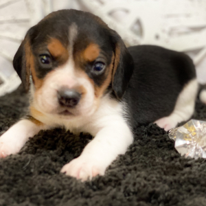 Beagle Puppy Giggles