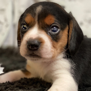 Beagle Puppy Giggles