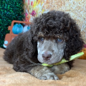 Poodle Puppy Franklin