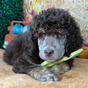 Poodle Puppy Franklin