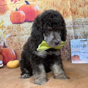 Poodle Puppy Franklin