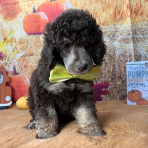 Poodle Puppy Franklin