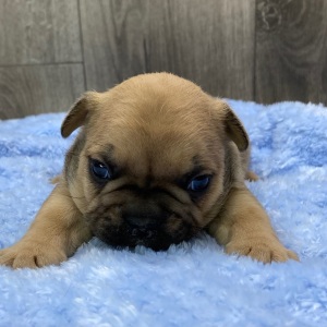 French Bulldog Puppy Zack