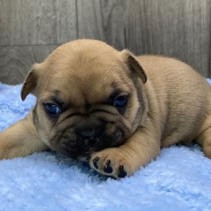 French Bulldog Puppy Zack
