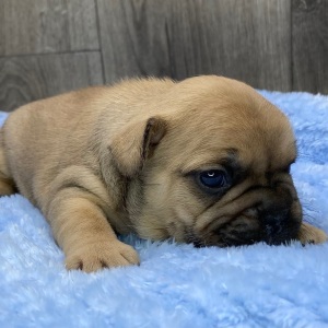 French Bulldog Puppy Zack