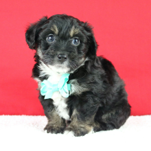 Aussiedoodle Puppy Ashton