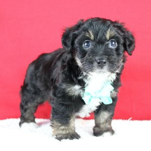 Aussiedoodle Puppy Ashton