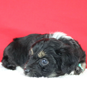 Aussiedoodle Puppy Ashton