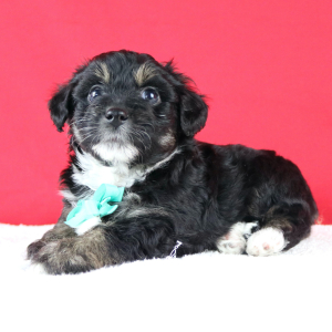 Aussiedoodle Puppy Ashton