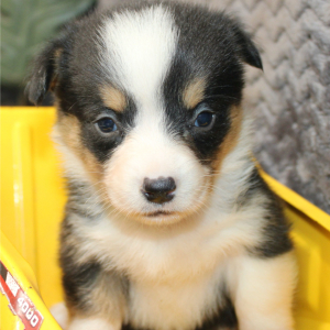 American Corgi Puppy Mario