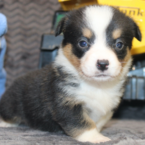American Corgi Puppy Mario