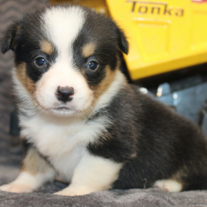 American Corgi Puppy Mario