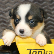 American Corgi Puppy Mario