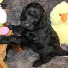 Goldendoodle Puppy Jaylen
