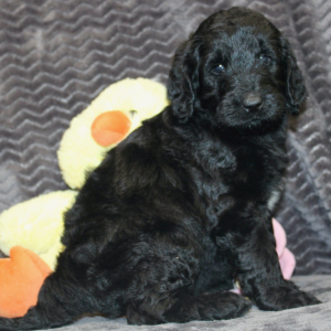 Goldendoodle Puppy Jaylen