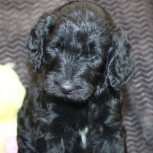 Goldendoodle Puppy Jaylen