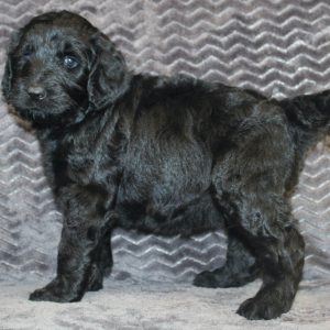 Goldendoodle Puppy Jaylen