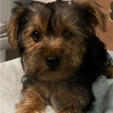 Yorkshire Terrier Puppy Ricky