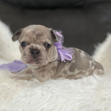French Bulldog Puppy Lilly Annabell