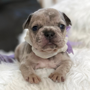 French Bulldog Puppy Lilly Annabell