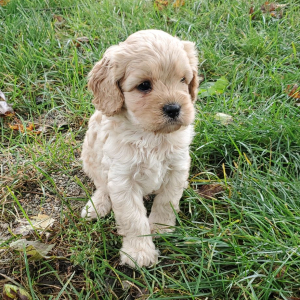 Cavapoo Puppy Royal