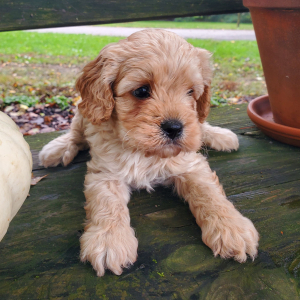 Cavapoo Puppy Royal