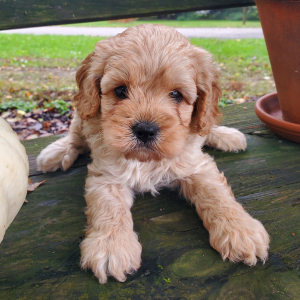 Cavapoo Puppy Royal