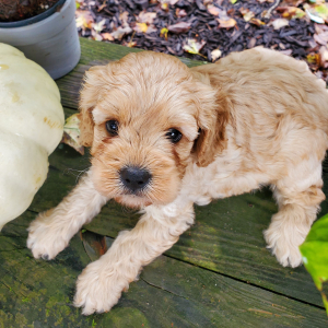 Cavapoo Puppy Royal