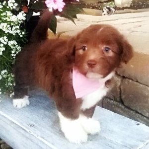 Aussiedoodle Puppy Abby