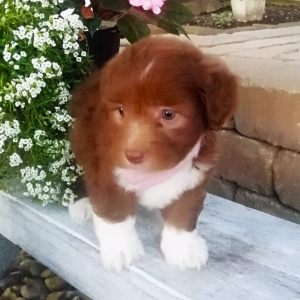 Aussiedoodle Puppy Abby