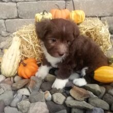 Aussiedoodle Puppy Abby