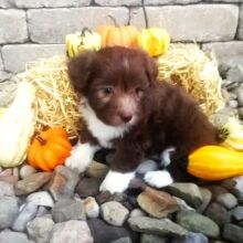 Aussiedoodle Puppy Abby