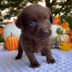 Labrador Retriever Puppy Paige