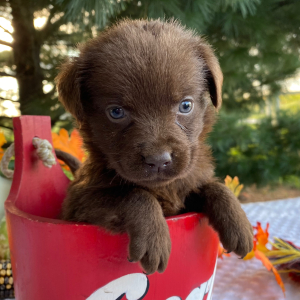 Labrador Retriever Puppy Paige