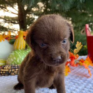 Labrador Retriever Puppy Paige