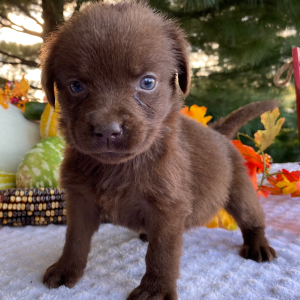 Labrador Retriever Puppy Paige