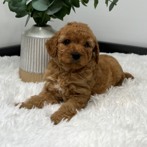 Goldendoodle Puppy Zani