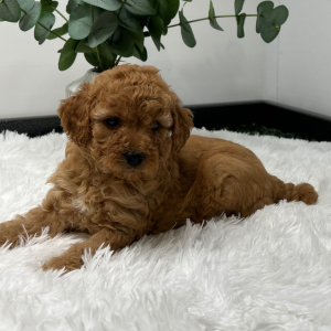 Goldendoodle Puppy Zani