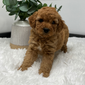 Goldendoodle Puppy Zani