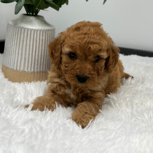Goldendoodle Puppy Zani