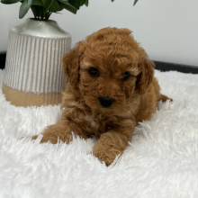 Goldendoodle Puppy Zani